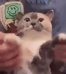 a cat is sitting on a person 's lap with its paws up .