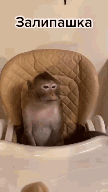 a monkey is sitting in a high chair with the words " zalipashka " written above it