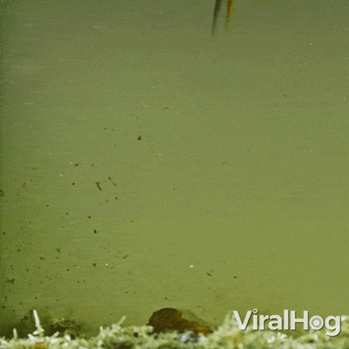 Catch Fish Underwater Kingfisher GIF - Catch Fish Underwater Kingfisher Viralhog GIFs