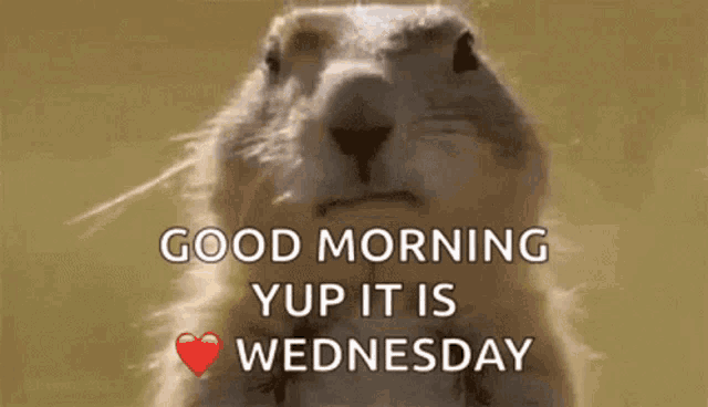 a close up of a squirrel with the words `` good morning yup it is wednesday '' written on it .