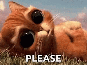 Please Begging GIF - Please Begging Cat GIFs