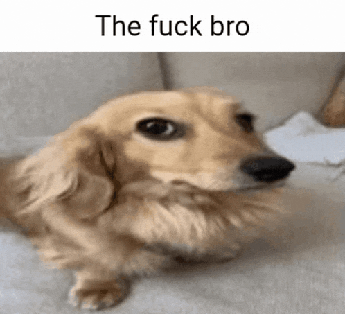a close up of a dog sitting on a couch with the words `` the fuck bro '' written above it .