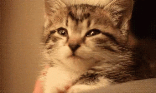 Cute Smile GIF - Happycat Cats Cute GIFs
