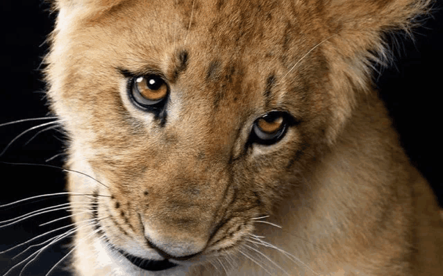 a close up of a lion cub 's face against a black background