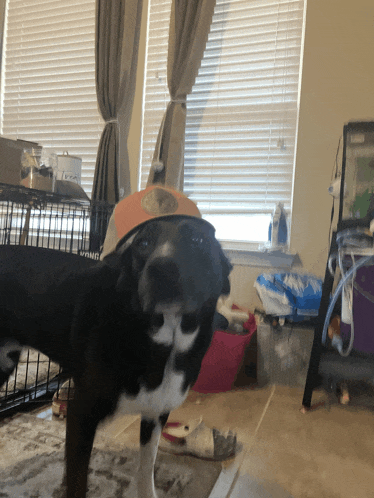 a black and white dog wearing a hat stands in front of a window in a room