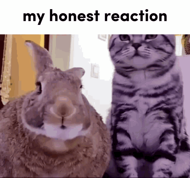 My Honest Reaction Animal GIF - My Honest Reaction Animal Cat GIFs