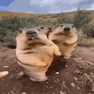 two ground squirrels are standing next to each other on top of a dirt field .