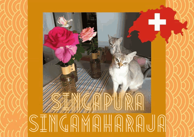 a cat sits on a table next to a vase of pink roses and a map of singapura singamaharaja