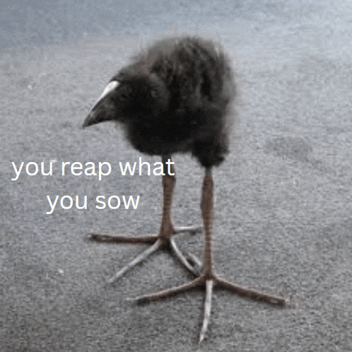 a black bird with a white beak is standing on a gray surface with the words you reap what you sow above it