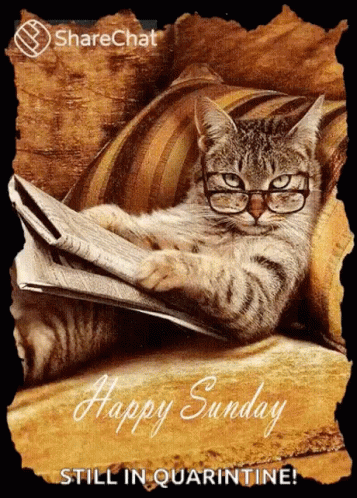 Happy Sunday Have A Great Weekend GIF - Happy Sunday Have A Great Weekend Reading GIFs