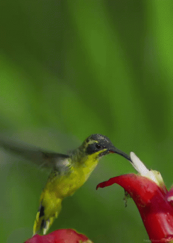 Bird Flower GIF - Bird Flower Humming Bird GIFs