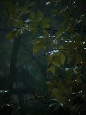Leaves Rain GIF - Leaves Rain GIFs