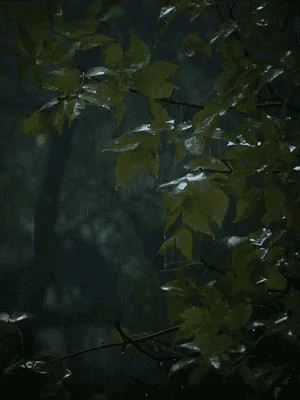 a tree branch with leaves hanging from it in the rain