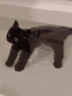 a black cat is swimming in a bath tub