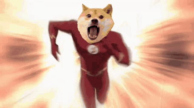 a dog with a flash costume on is running