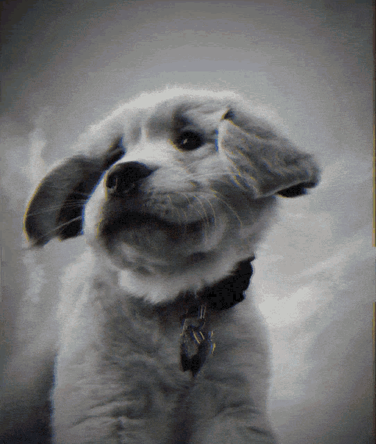 a black and white photo of a puppy with a name tag
