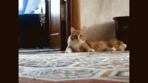 a cat is laying on a rug in a room