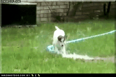 a gif of a dog running through a sprinkler with senogif.com in the upper right corner