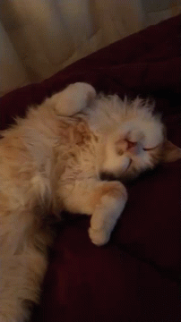 Franco Berola Cat GIF - Franco Berola Cat Gato GIFs