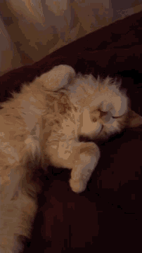 a fluffy cat is sleeping on its back on a couch