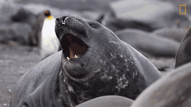 Crying Out National Geographic GIF - Crying Out National Geographic Penguins GIFs