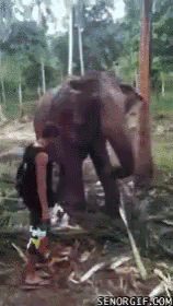 Slapped Elephant GIF - Slapped Elephant GIFs