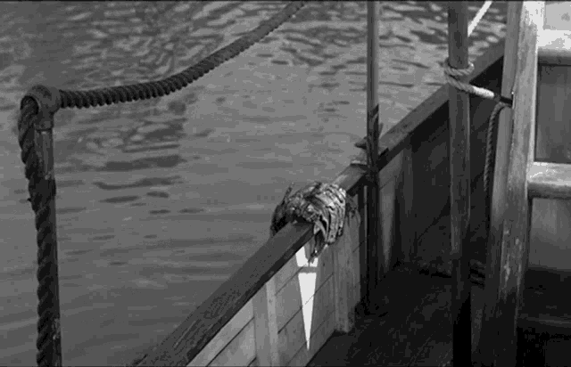 Take A Look The Gill Man GIF - Take A Look The Gill Man Creature From The Black Lagoon GIFs