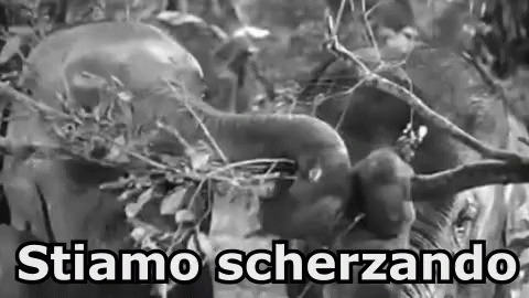 Cita Tarzan Scimpanzé Scimmia Giungla Scherzo Scherzare Banane GIF - Cheeta Tarzan Chimpanzee GIFs