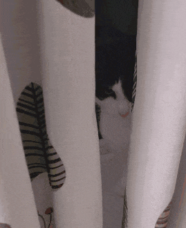 a black and white cat behind a white curtain