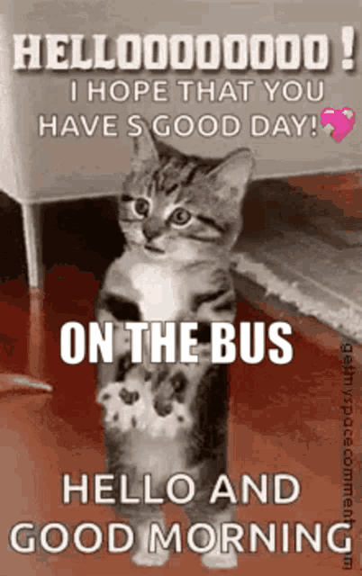 a kitten is standing on its hind legs and says `` hello and good morning '' .