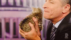Daily Show GIF - The Daily Show Jon Stewart Cat GIFs