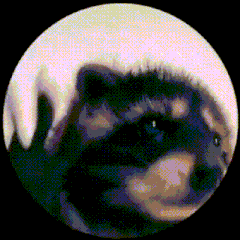 a pixelated image of a cat in a circle with a black background