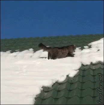 This Cat Might Have Died GIF