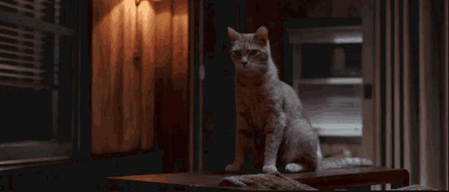 a cat is sitting on a table and cleaning itself