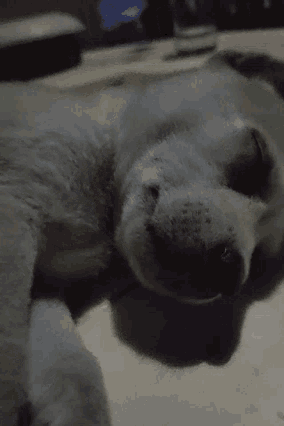 a close up of a dog 's face with a blurry background