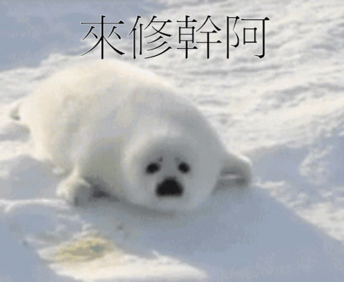 Cute Seal GIF - Cute Seal Rush GIFs
