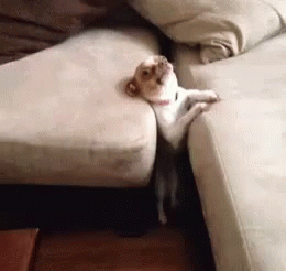 Couch Dog GIF - Couch Dog Stuck GIFs