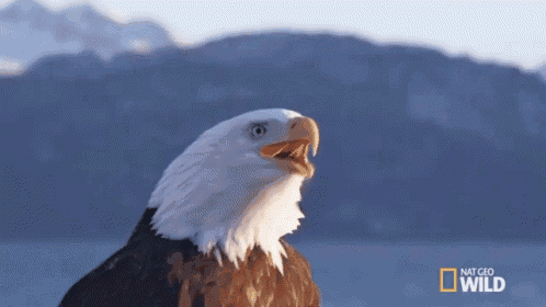 a bald eagle with its beak open and the words national geographic wild behind it