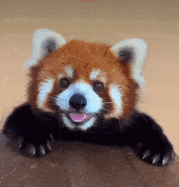 a red panda is sticking its tongue out and smiling