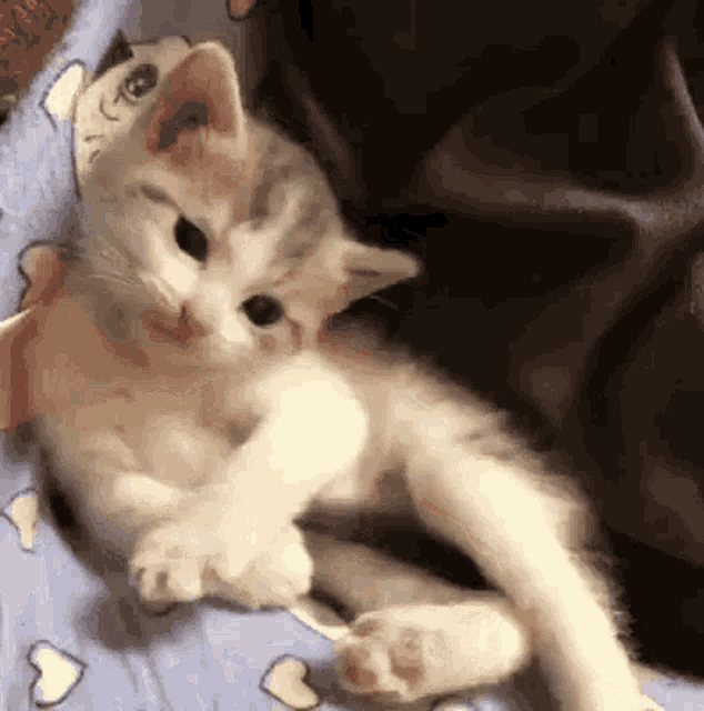 Kitten Cute GIF - Kitten Cute Curious GIFs