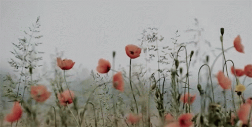 Remembrance Day Poppies GIF - Remembrance Day Poppies Lest We Forget GIFs