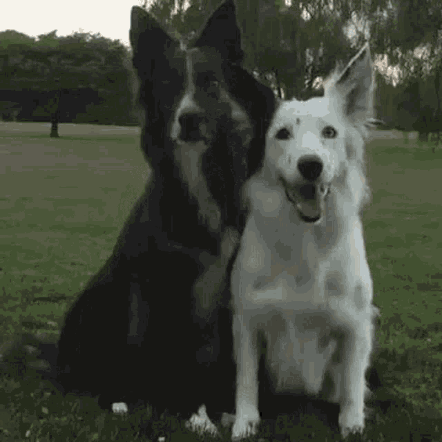 Dog Friends GIF - Dog Friends Hug GIFs