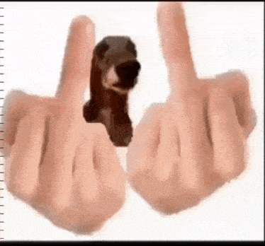 a person is giving the middle finger to a small dog .