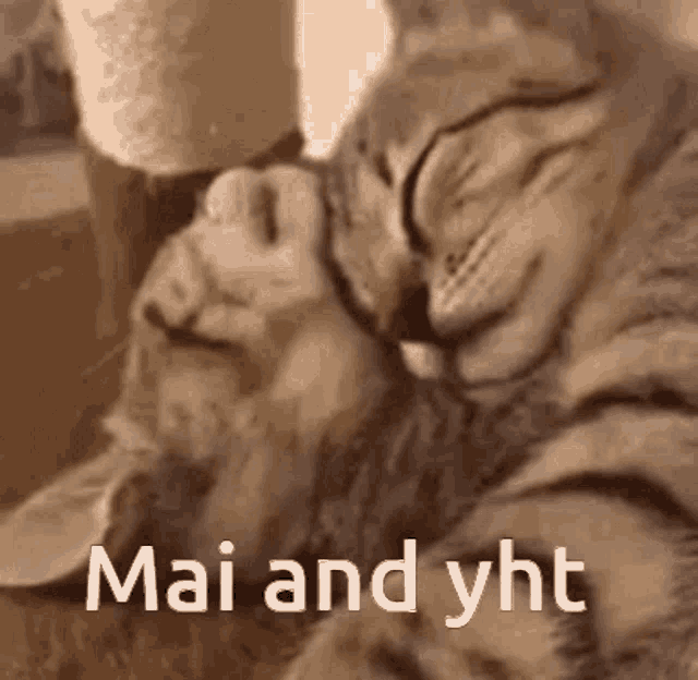 Mai And Yht GIF - Mai And Yht GIFs