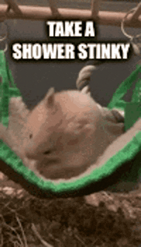 a hamster is sleeping in a hammock with the words take a shower stinky written above it .