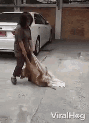 Dragging Carry GIF - Dragging Carry Dog GIFs