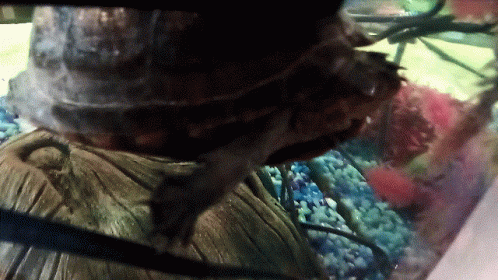 Turtle Running Away GIF - Turtle Running Away Out Of Here GIFs