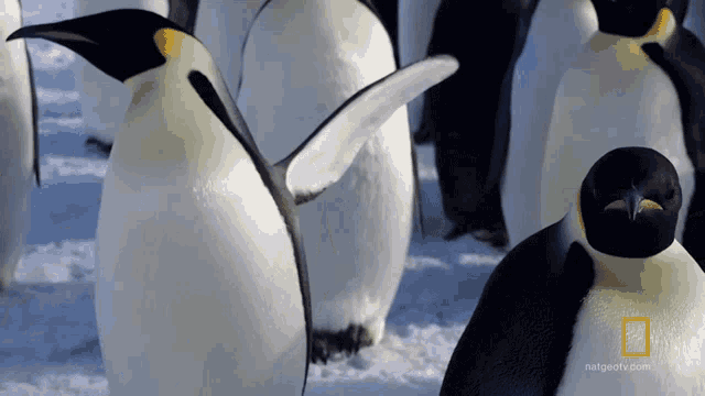Shaking My Wings Emperor Penguins GIF - Shaking My Wings Emperor Penguins Wings GIFs