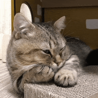 a cat laying on a cardboard box with its paws on its face