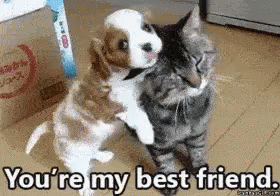 Best Friends Cat And Dog GIF